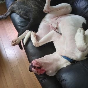 Meet your Posher, Craig